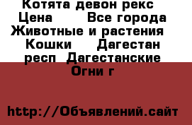 Котята девон рекс › Цена ­ 1 - Все города Животные и растения » Кошки   . Дагестан респ.,Дагестанские Огни г.